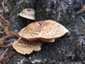 Nyár-fagomba (Lentinus tigrinus), Duna-part
